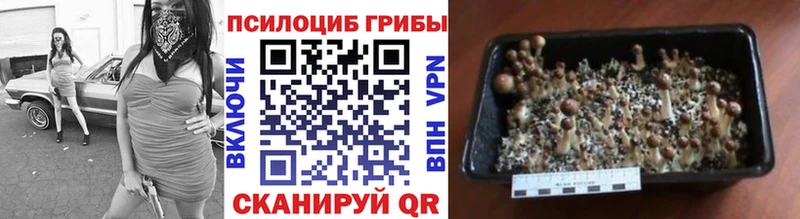 Галлюциногенные грибы мицелий  Купить где  Сорочинск 